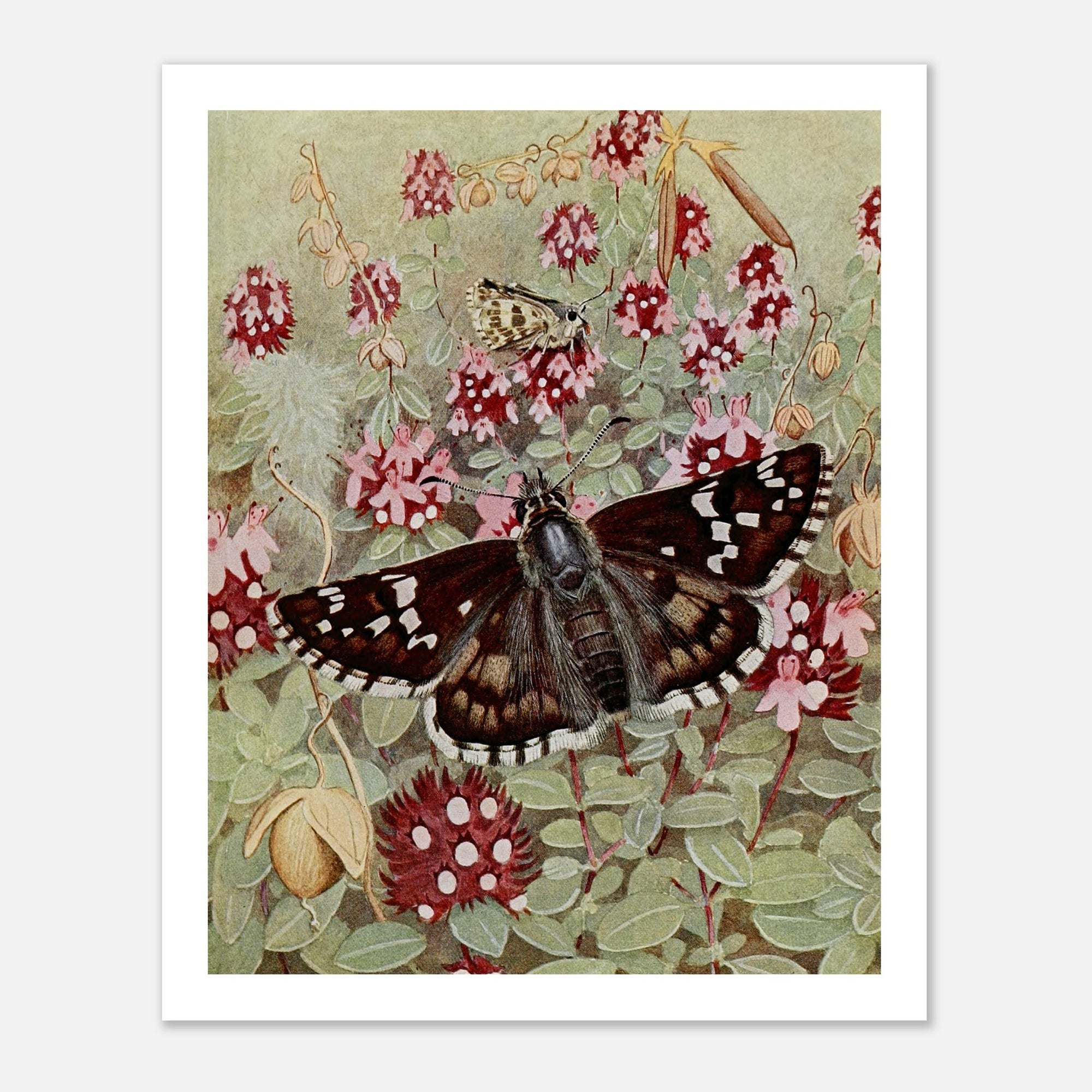 moth illustration with pink and red flowers and leaves art poster