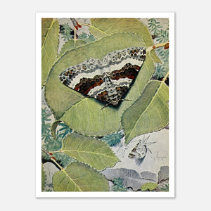 brown and white moth on green leaves illustration art poster