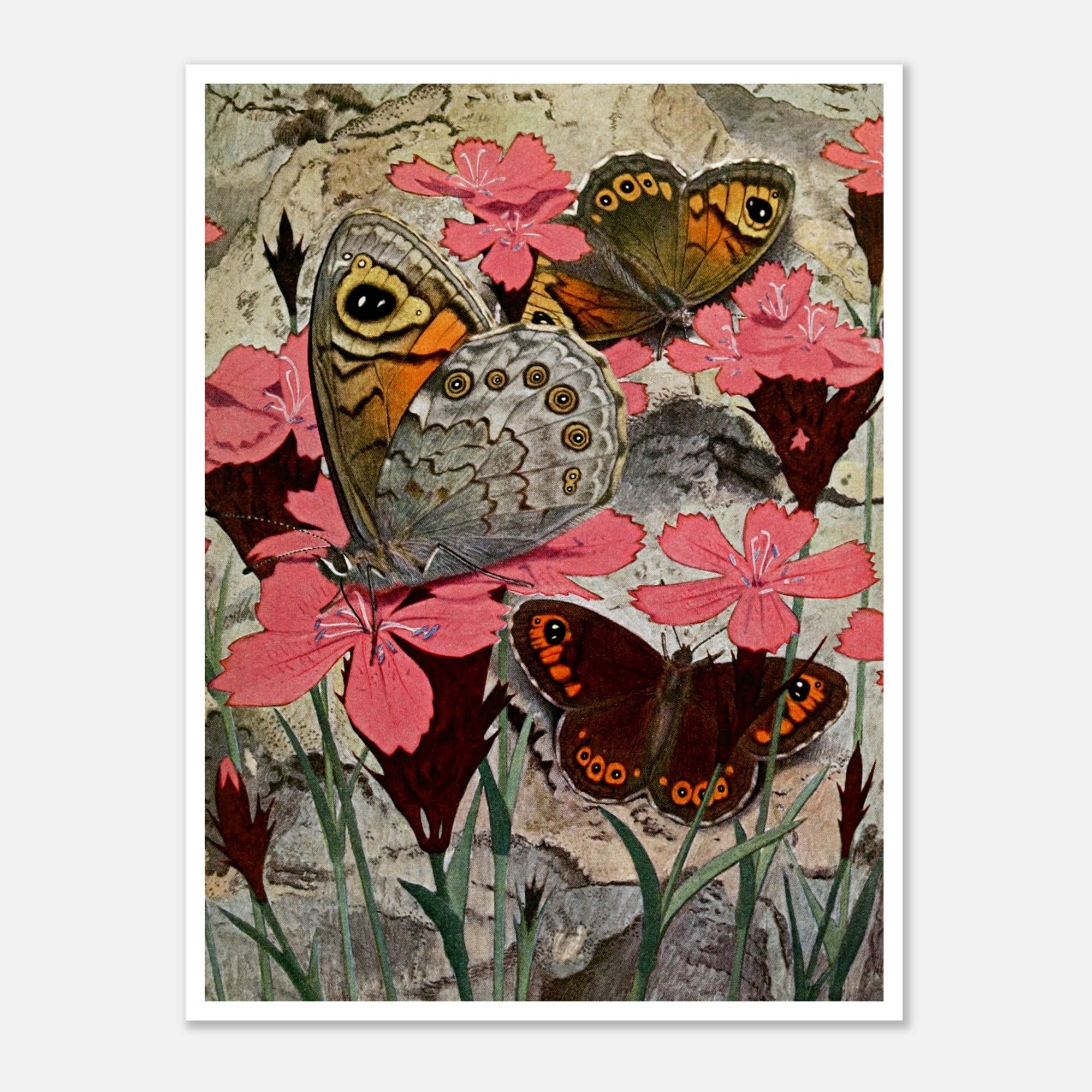 moths on pink flowers illustration art poster