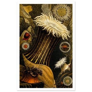 dark colors mushrooms vintage art poster