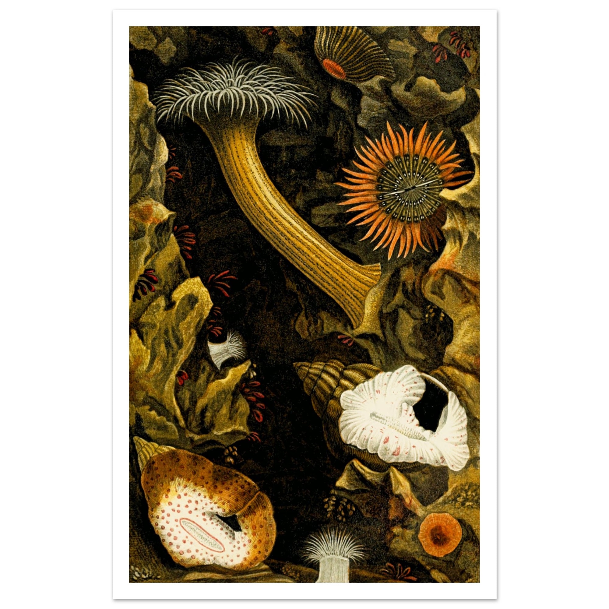 dark colors mushrooms vintage art poster