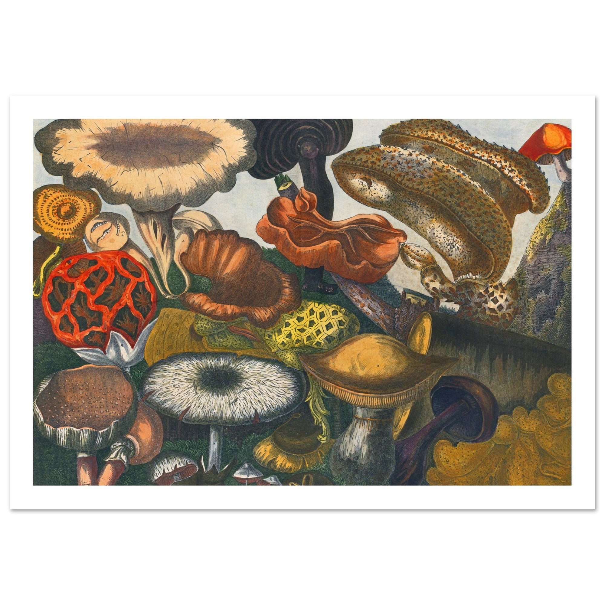 colorful mushroom art poster - vintage illustration
