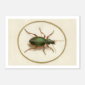 green beetle in oval vintage wall art poster