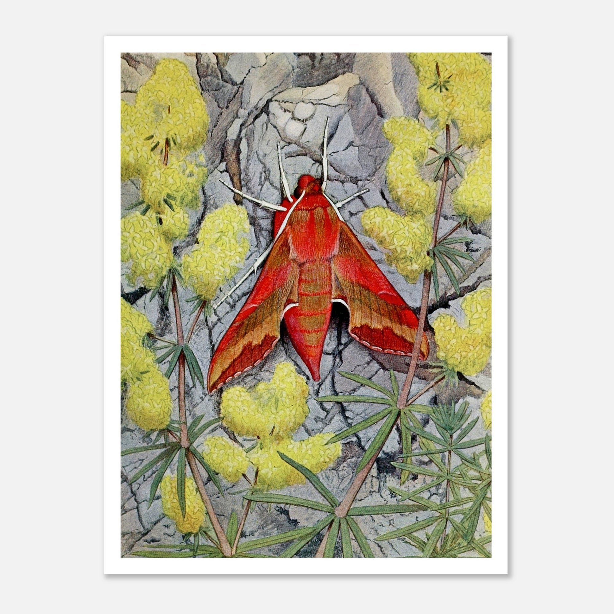 red moth illustration on plants and rocks art poster