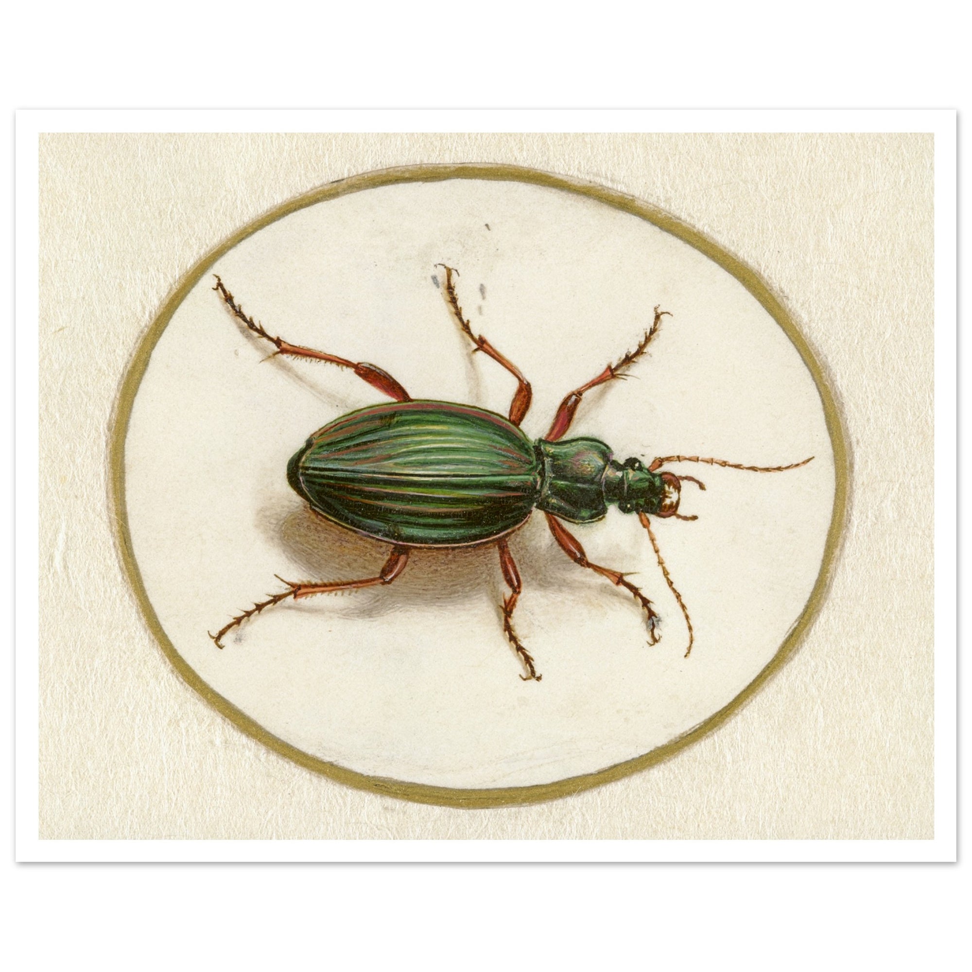 green beetle in oval vintage wall art poster
