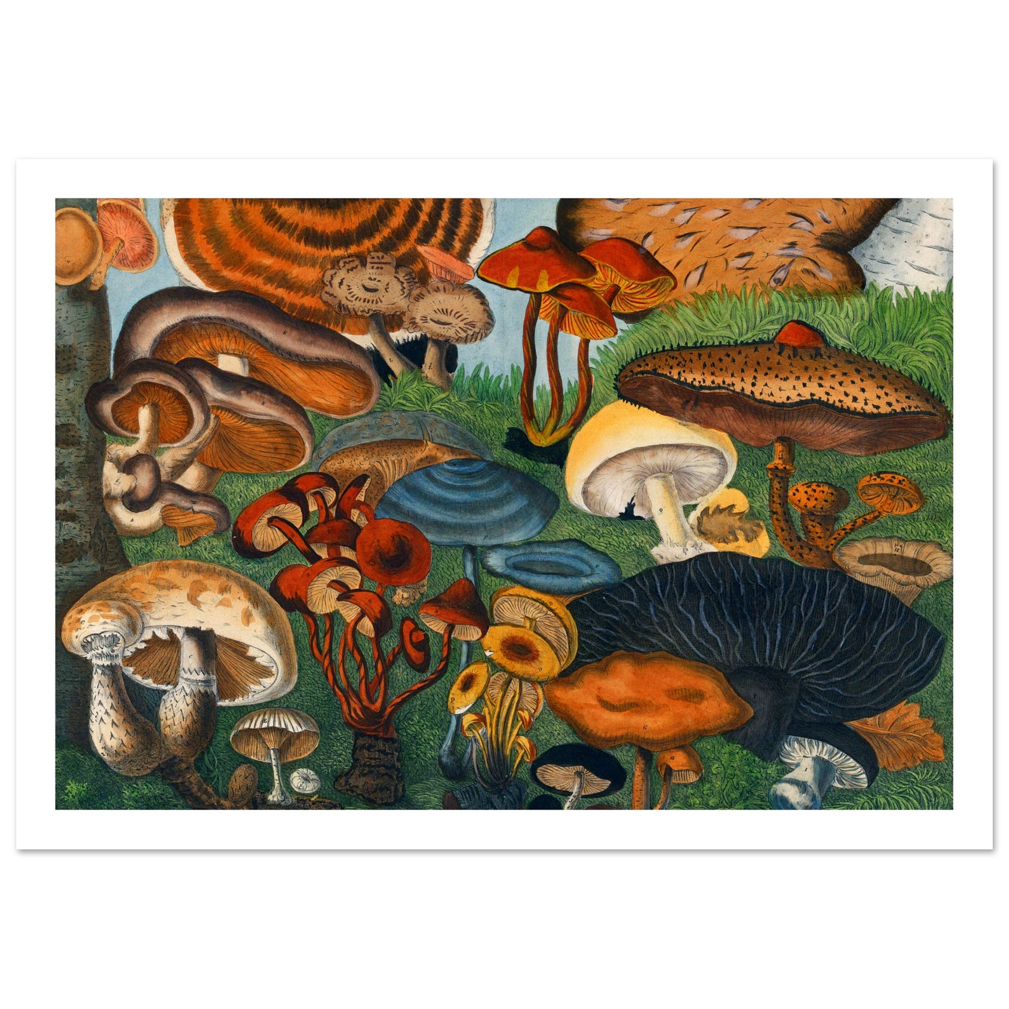 art print of vintage mushrooms