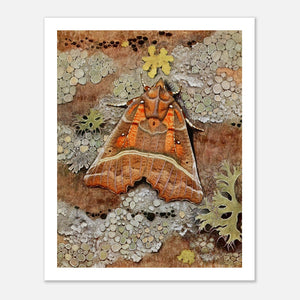 orange moth illustration with plants