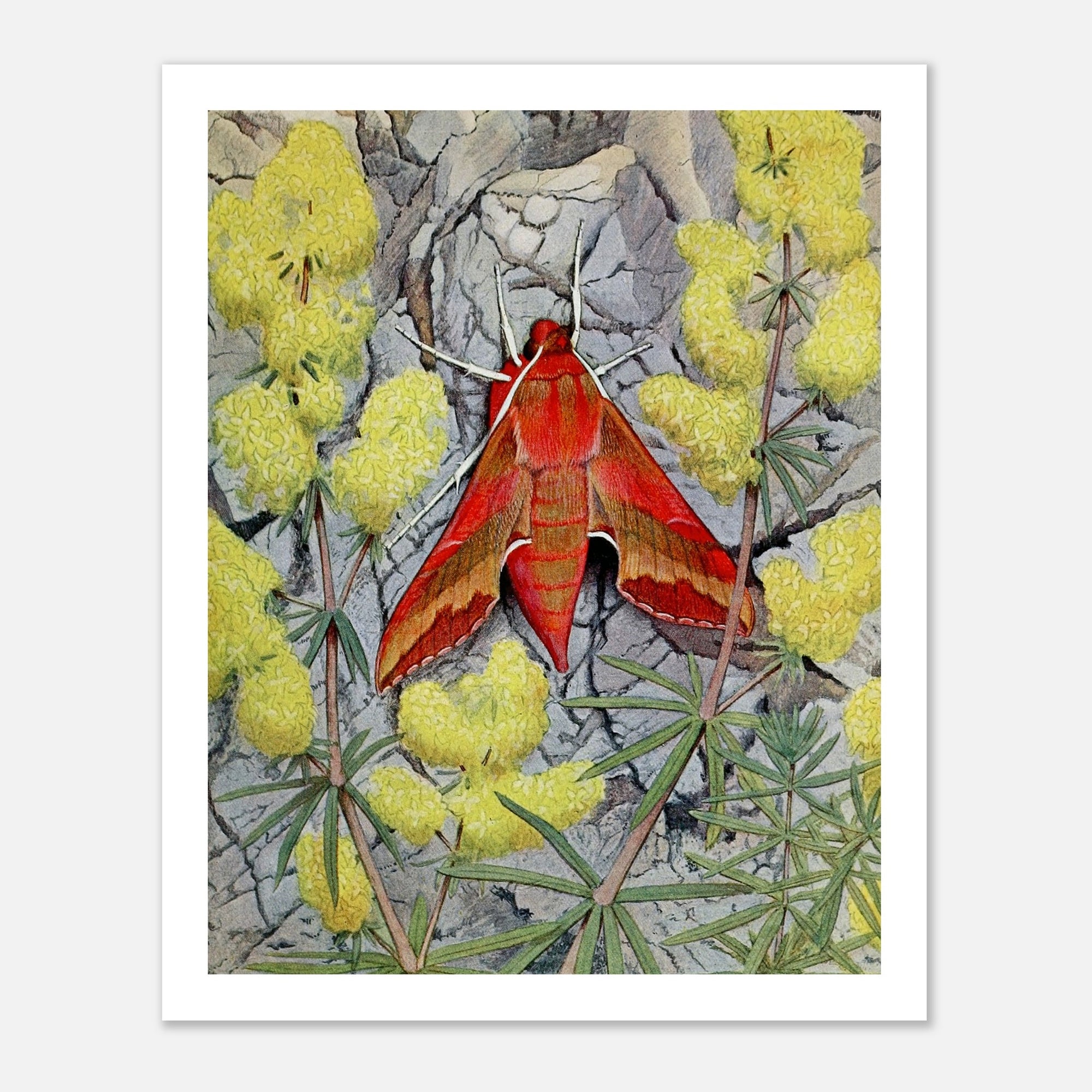 red moth illustration on plants and rocks art poster
