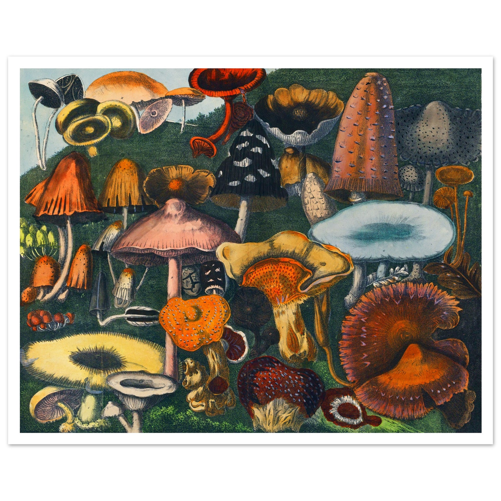art poster of vintage mushrooms in grass