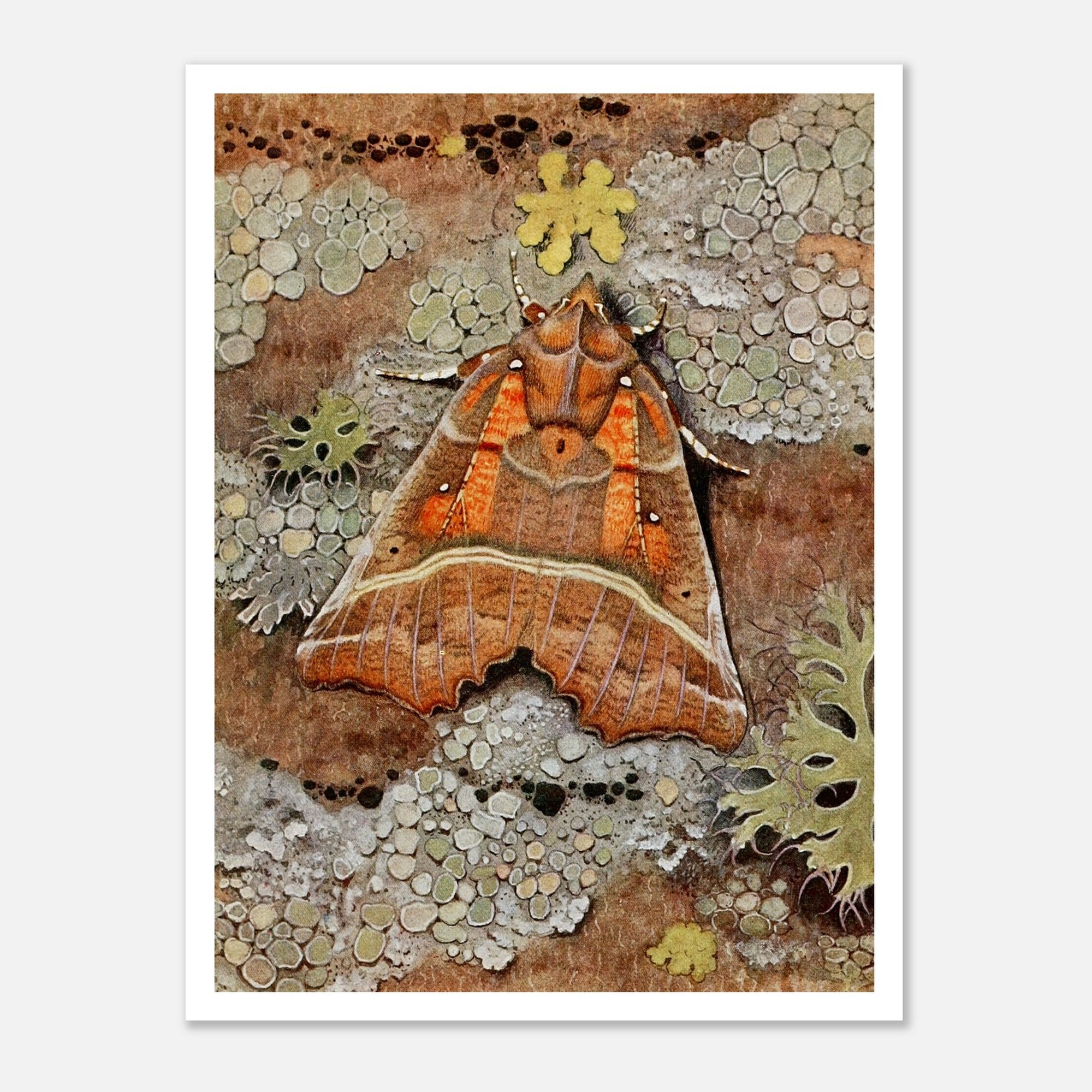 orange moth art print with plants