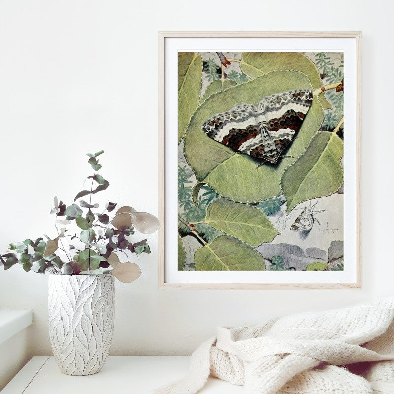 brown and white moth on green leaves illustration art poster hanging in frame above shelf and eucalytpus