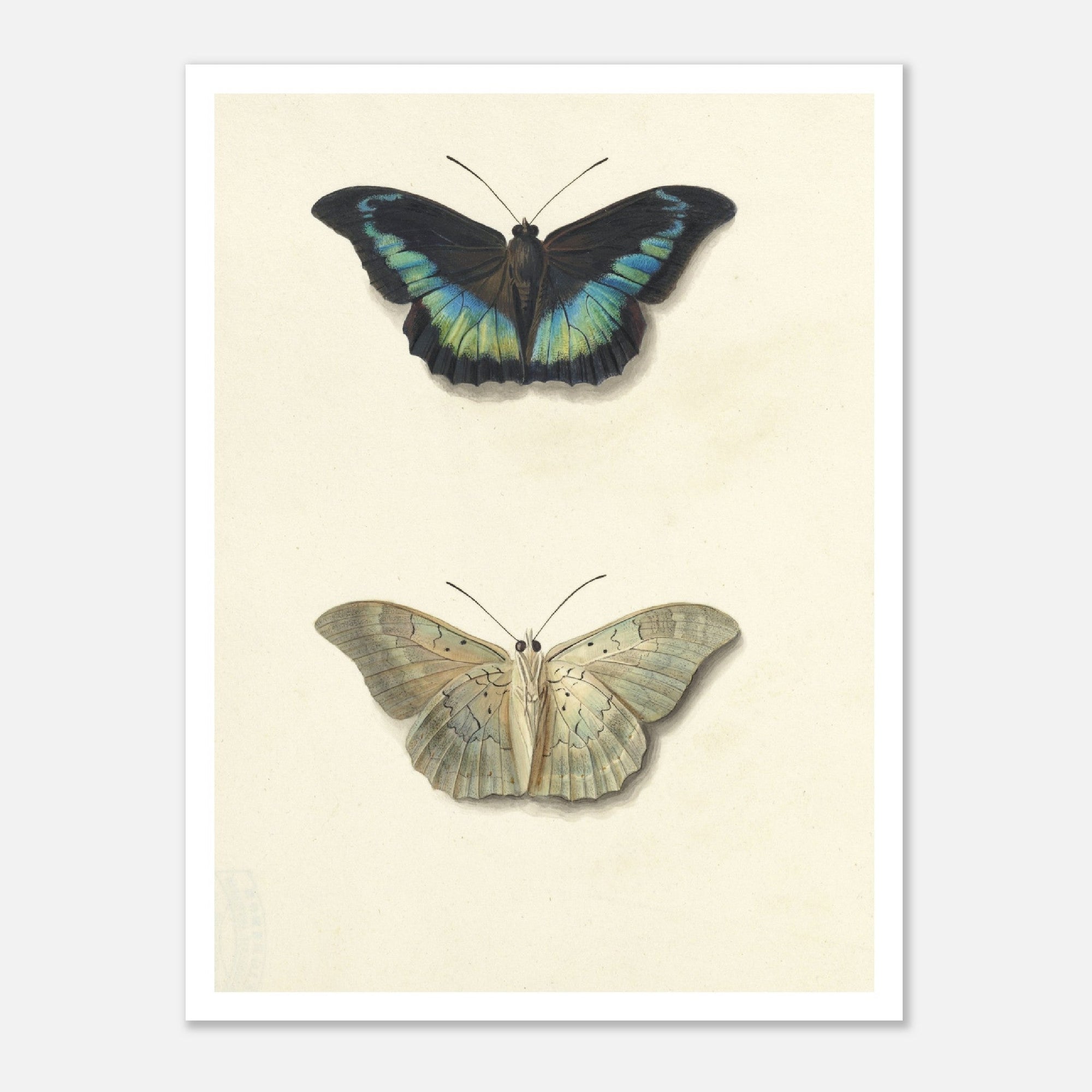 Top and Bottom View of a ButterflyPrint Material